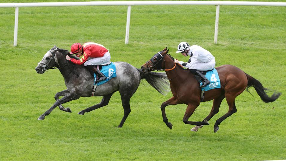 Flat horse Speak In Colours